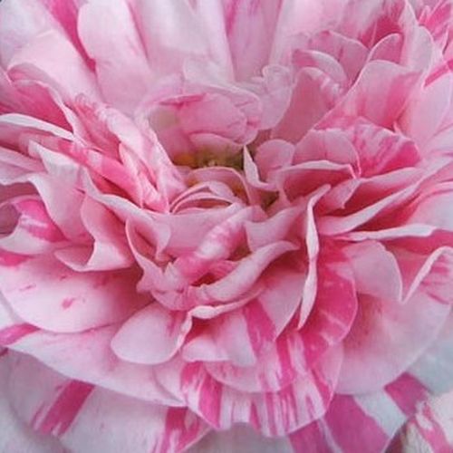 Rosier en ligne pépinière - rosiers historiques mousse - rouge - blanche - Rosa Madame Moreau - parfum intense - Robert and Moreau - Un rosier moussue exceptionnel avec des fleurs aux rayures.